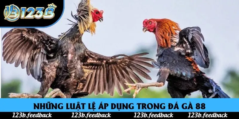 Những luật lệ áp dụng trong đá gà 88