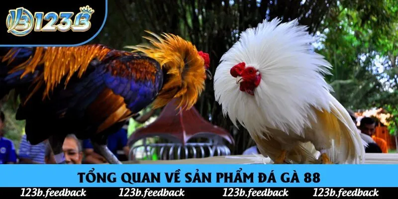 Tổng quan về sản phẩm đá gà 88