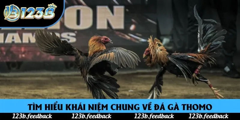 Tìm hiểu khái niệm chung về đá gà Thomo